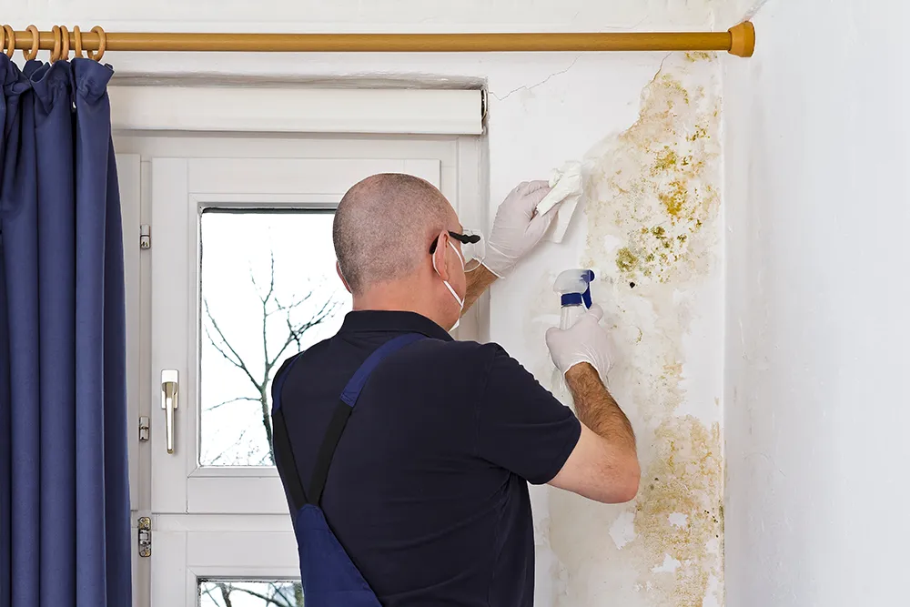 Facharbeiter inspiziert Schimmelbefall
